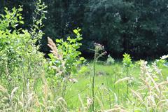 Thistles and grasses in Ohligser Heide nature reserve