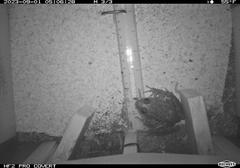 California red-legged frog triggers a herp cam by a creek