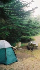 Bicentennial Campground in Golden Gate National Recreation Area, San Francisco Bay area, California