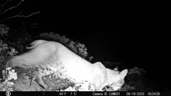 Black and white infrared image of a bobcat at night