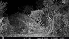 Brush rabbit caught by nighttime infrared camera