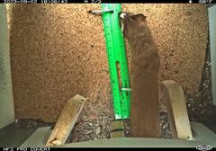 overhead camera trap view of a long-tailed weasel with a white patch on its face, crossing the cork floor of a camera trap box