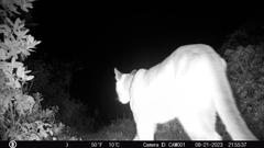 Black and white nighttime infrared image of a mountain lion with long tail facing the camera