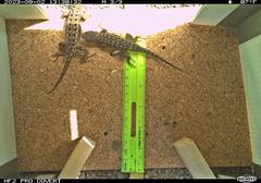 overhead camera trap view of two western fence lizards in grassland