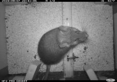 Rat with big eyes and ears standing on a ruler fixed to a corkboard floor