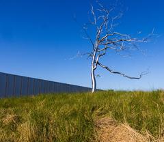 Tree at the art museum with a blue sky in the background