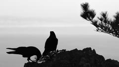 Silhouette of birds near Muir Beach overlook