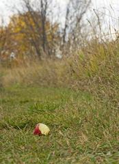 Abandoned apple on path near apple orchard