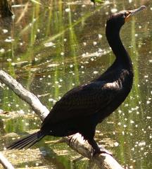 Double-crested cormorant on a rock near the water