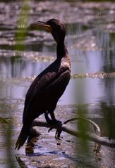 Cormorant perched on a branch next to water