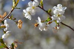 bee pollinating yellow flower