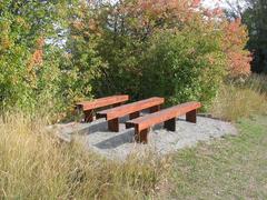 Row of benches along a forest path in autumn