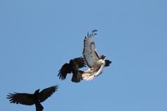 two birds fighting in mid-air with one striking the other