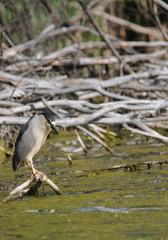 Black-crowned Night Heron at Two Ponds National Wildlife Refuge