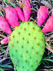 Cactus at Two Ponds