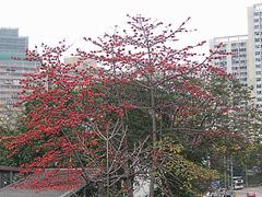 Cotton tree at Tsing Yi Island