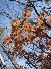 Autumn leaves in W.B. Umstead State Park, Raleigh-Durham, NC