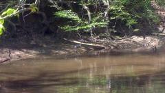 Blue Heron by the pond