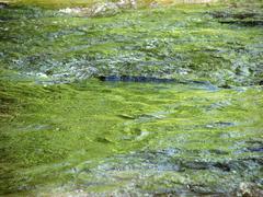 Close-up of Crabtree Creek flowing on Company Mill Trail in Umstead State Park, North Carolina.