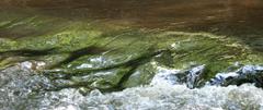 Closeup view of Crabtree Creek Company Mill Trail, Umstead State Park