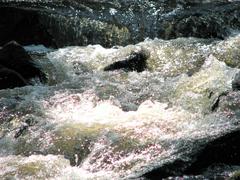 closeup view of Crabtree Creek Company Mill Trail in Umstead State Park, North Carolina