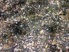 Closeup of Crabtree Creek in Umstead State Park, North Carolina