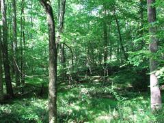 Scenic view of Company Mill Trail in Umstead State Park, North Carolina with lush forest