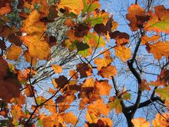 Autumn leaves in William B. Umstead State Park, Raleigh-Durham, NC