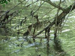 Crabtree Creek Company Mill Trail in Umstead State Park