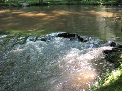 Crabtree Creek Company Mill Trail in Umstead State Park