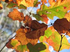 Autumn leaves at William B. Umstead State Park in Raleigh-Durham, NC