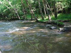 view of Crabtree Creek Company Mill Trail in Umstead State Park, North Carolina, featuring a rustic wooden pathway surrounded by lush greenery