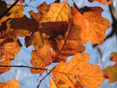 Autumn leaves in W B Umstead State Park, Raleigh Durham, NC