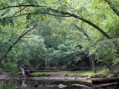 Crabtree Creek Mill Trail at Umstead State Park with lush greenery