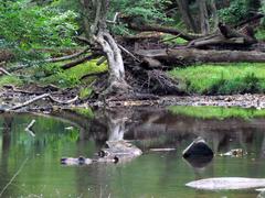 Crabtree Creek Mill Trail in Umstead State Park