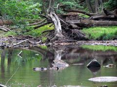 Crabtree Creek Mill Trail in Umstead State Park