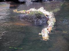 Crabtree Creek Mill Trail in Umstead State Park