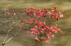 Autumn leaves at William B. Umstead State Park in Raleigh, NC