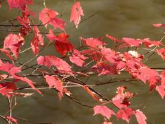 Colorful autumn leaves in Umstead State Park after a northeaster swelled Crabtree Creek