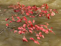 Autumn leaves at Crabtree Creek in William B. Umstead State Park