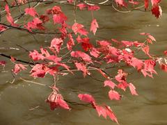 Autumn leaves in Umstead State Park, NC