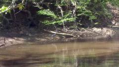 Blue Heron by the pond