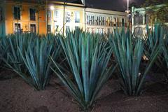 agave garden in Plaza Garibaldi at night, Mexico City