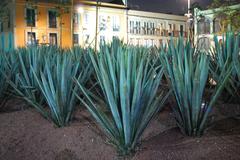 Agave garden in Plaza Garibaldi at night