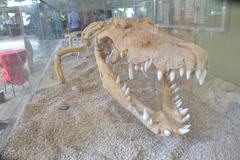 skeleton of a 14 feet male Indo-pacific crocodile at Davao Crocodile Park entrance