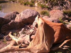 polluted water body with visible contaminants