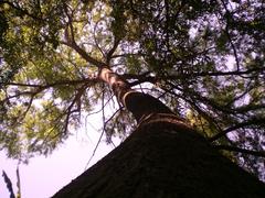 Lush tree with dense foliage