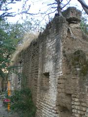 Tree on the wall of Ex-Hacienda