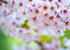 spring blossoms