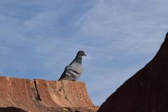 pigeon on Jodhpur fort wall